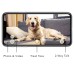 Furbo Dog Camera - умная камера для собак с функцией прикорма